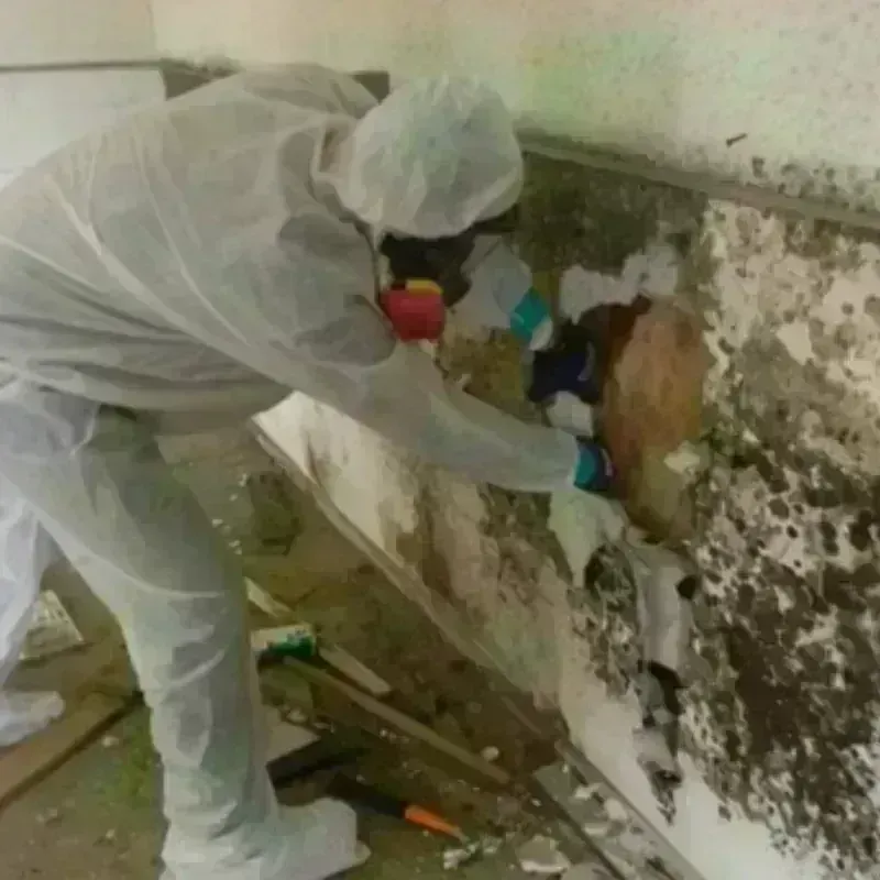 Mold Remediation and Removal in Merrill, WI